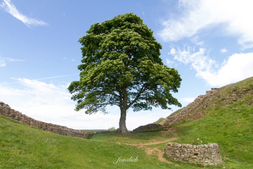 großer Baum zwischen antiken Mauern vor blauem Himmel