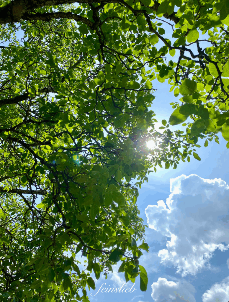 Nussbäume Hochsommer
