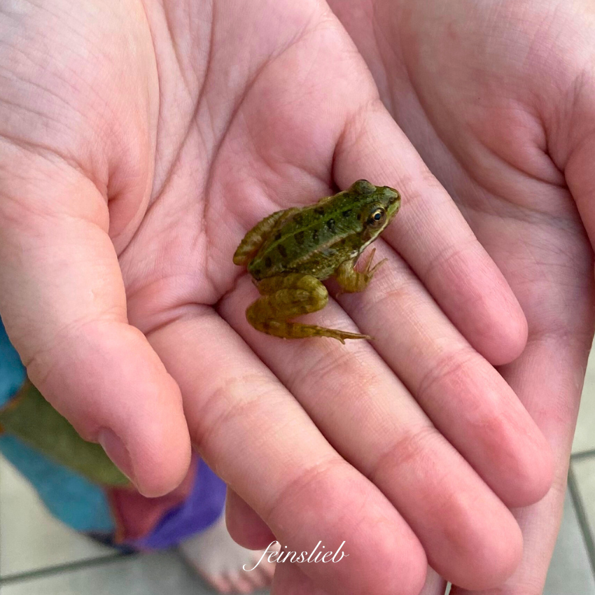 Baby-Frosch in Hand